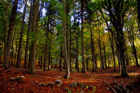 Woodland Nature Forest Ecosystem
