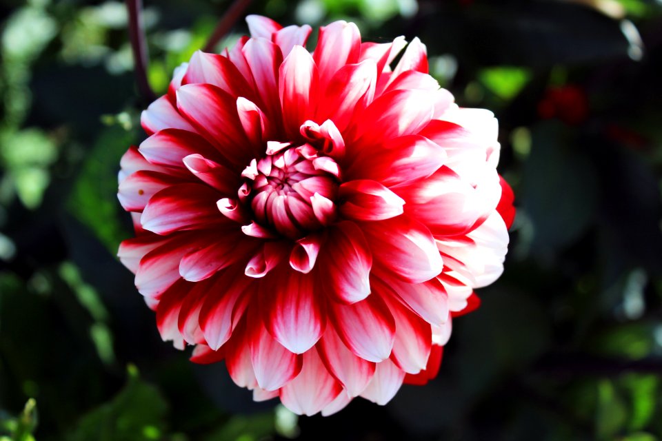 Flower Plant Flowering Plant Flora