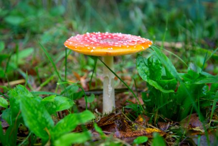 Fungus Agaric Mushroom Medicinal Mushroom photo