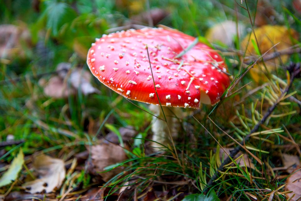 Mushroom Fungus Agaric Edible Mushroom photo