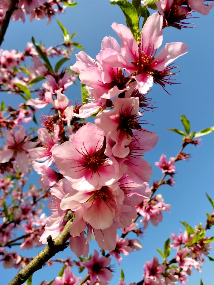 Pink Blossom Flower Plant
