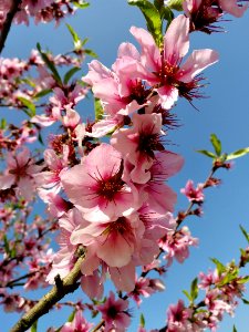 Pink Blossom Flower Plant