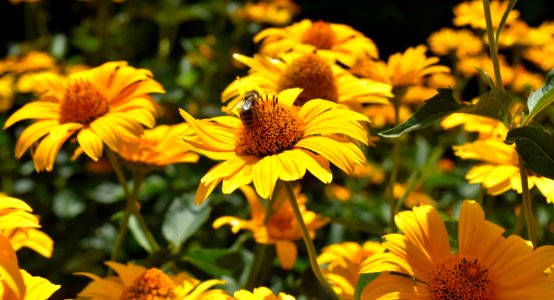 Flower Yellow Sunflower Plant