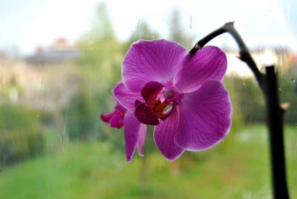 Flower Flowering Plant Flora Plant