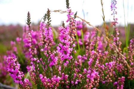 Pink Plant Flower Purple photo