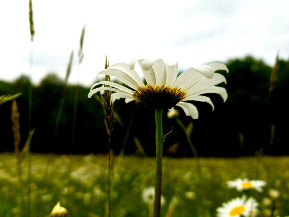 Flower Oxeye Daisy Plant Flora
