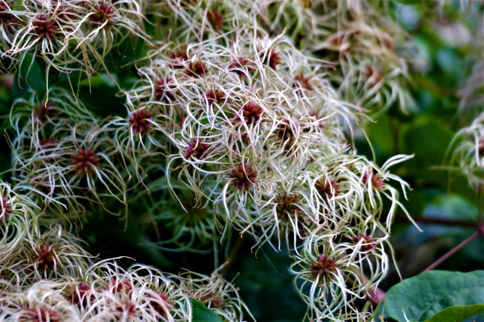 Plant Flora Flower Flowering Plant