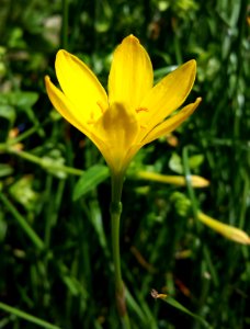 Flower Flora Plant Yellow