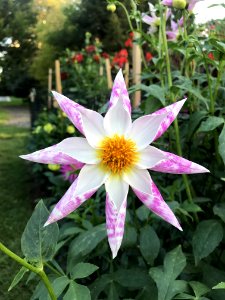 Flower Plant Flora Flowering Plant