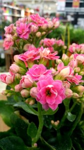 Flower Plant Pink Flowering Plant