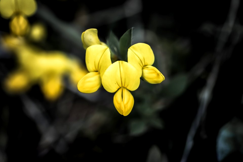 Yellow Flower Flora Wildflower