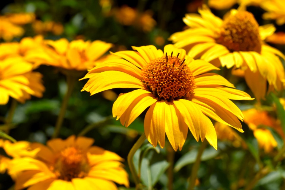 Flower Yellow Sunflower Daisy Family