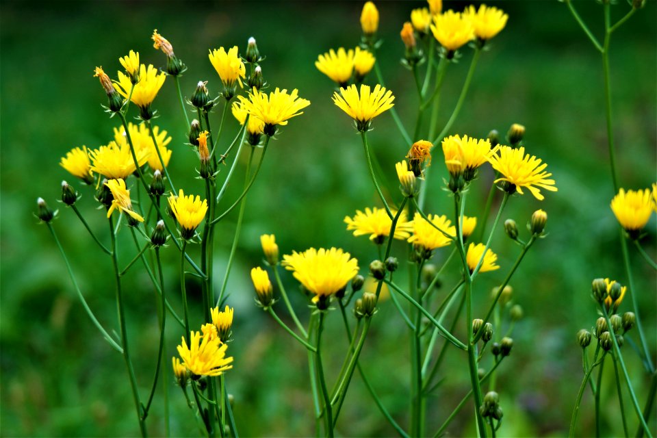 Flower Yellow Flora Plant