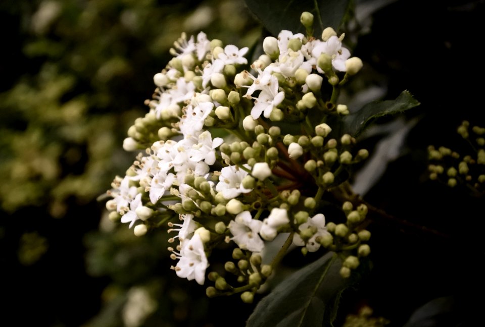 Plant Viburnum Nannyberry Spring
