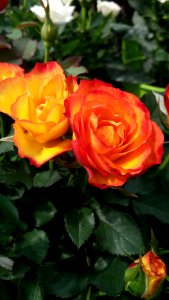 Rose Rose Family Flower Floribunda