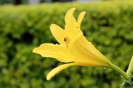 Yellow Flower Flora Plant photo