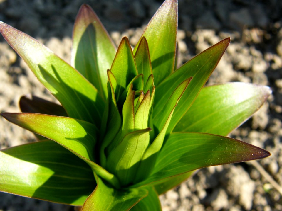 Plant Flora Leaf Terrestrial Plant