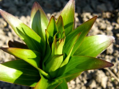 Plant Flora Leaf Terrestrial Plant