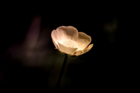 Flower Petal Close Up Macro Photography