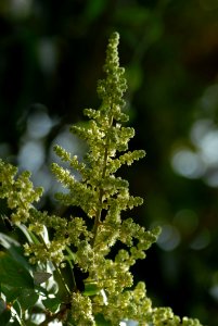 Tree Pine Family Conifer Plant photo