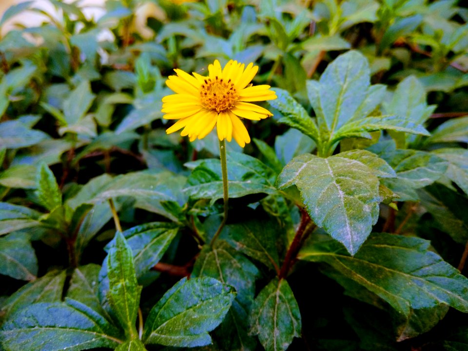 Flower Plant Daisy Family