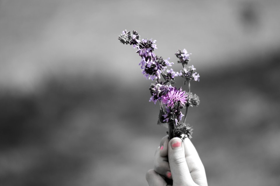 Flower Black And White Purple Violet