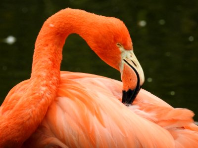 Flamingo Bird Beak Water Bird photo