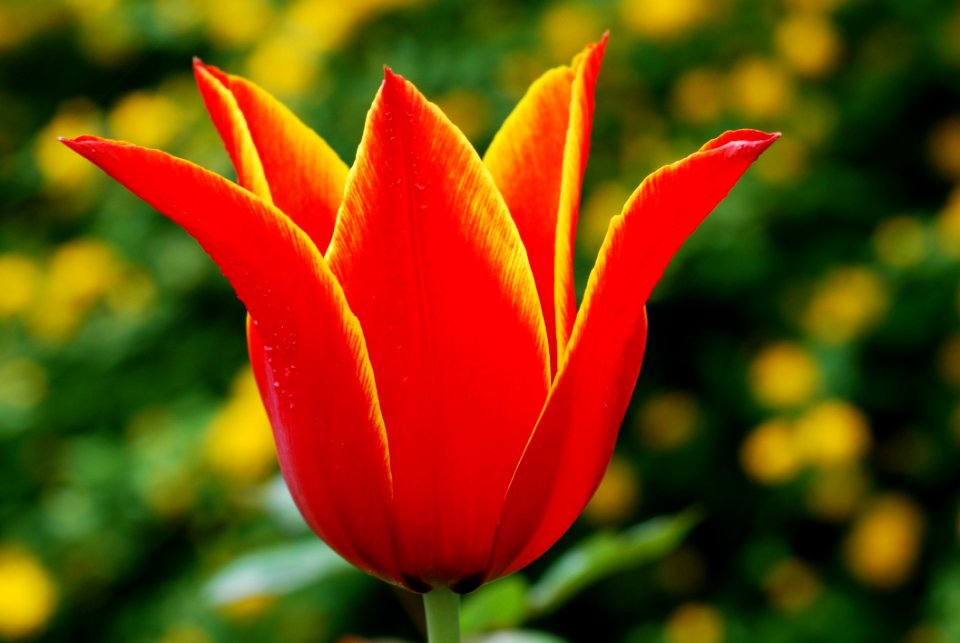 Flower Tulip Plant Vegetation