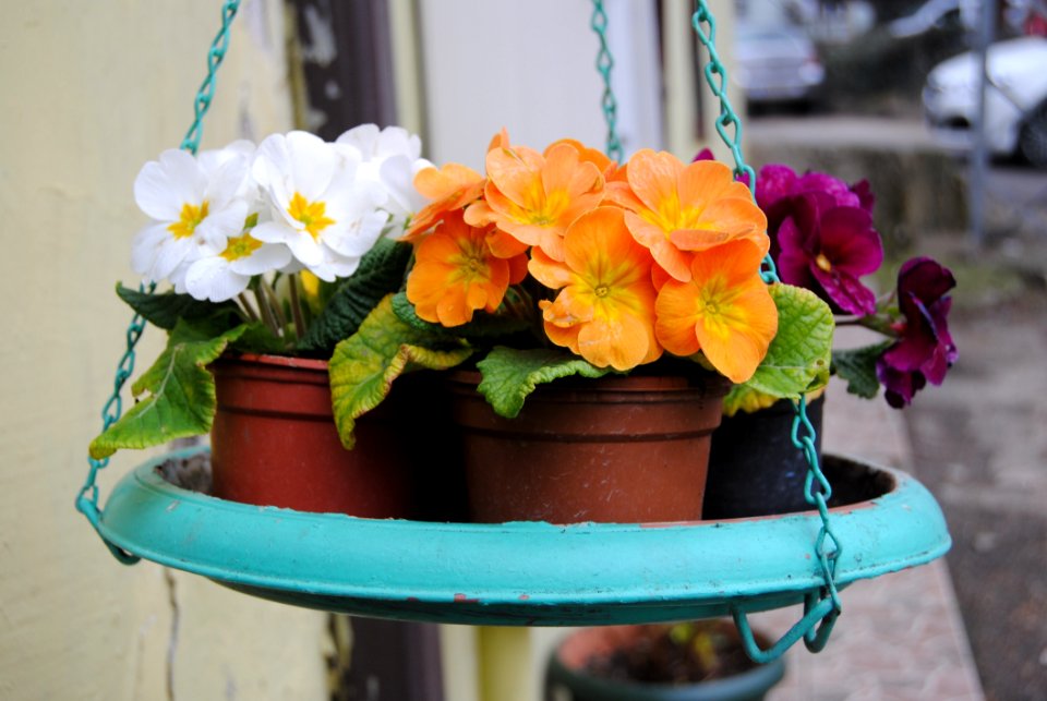 Flower Plant Flowerpot Flowering Plant