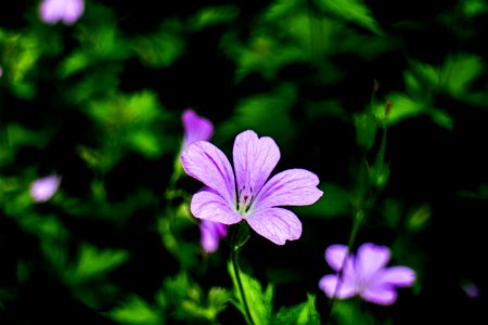 Flower Flora Plant Purple