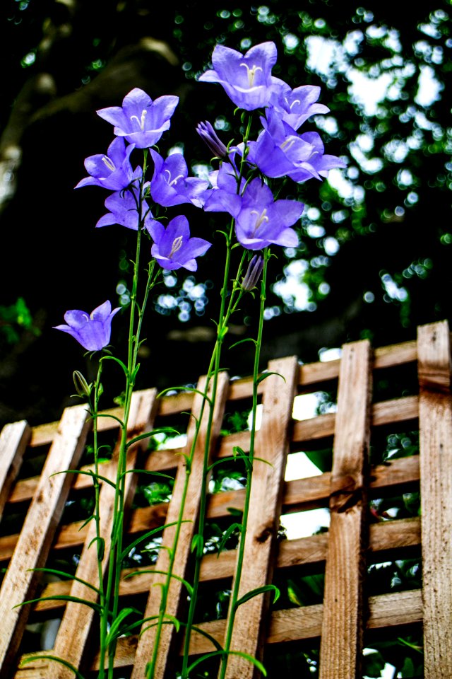 Flower Plant Flora Purple
