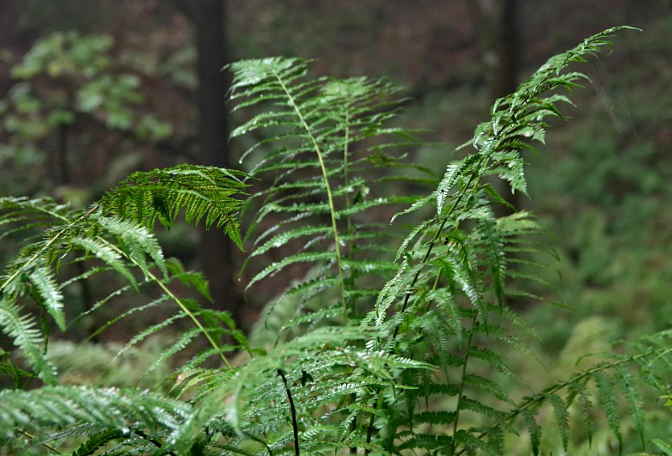 Plant Vegetation Ferns And Horsetails Fern