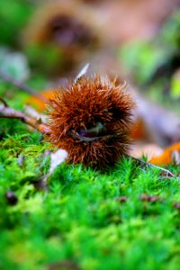 Vegetation Close Up Organism Chestnut