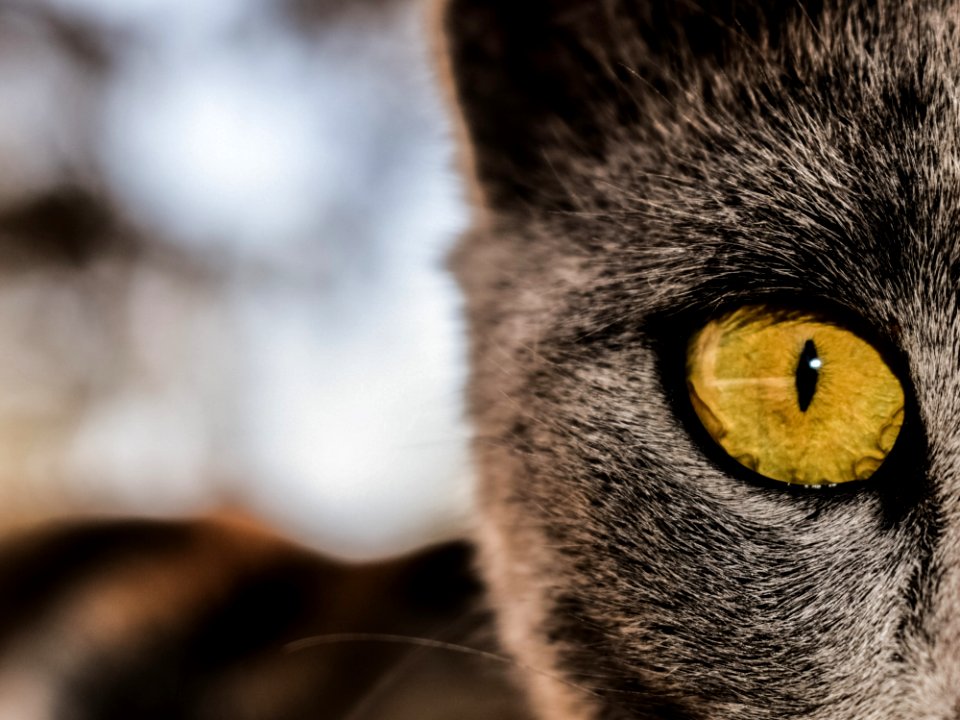 Cat Whiskers Eye Fauna photo