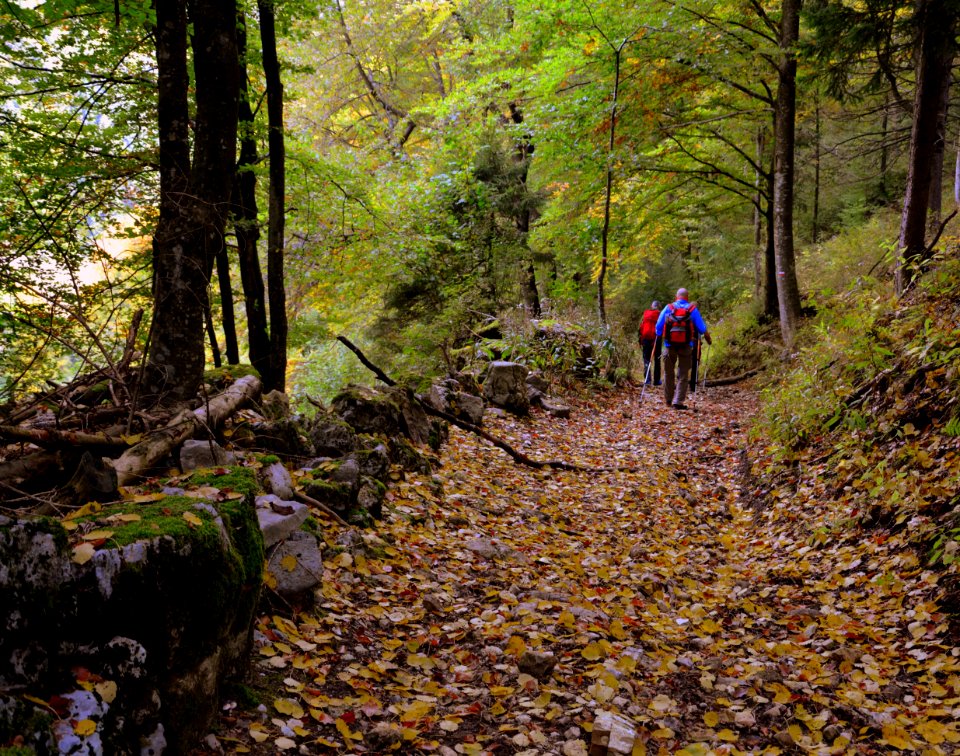 Woodland Path Tree Wilderness