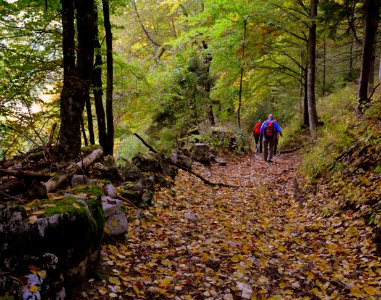 Woodland Path Tree Wilderness
