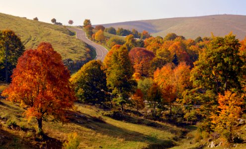 Nature Ecosystem Leaf Temperate Broadleaf And Mixed Forest photo