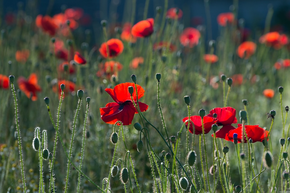 Summer blossoms poppy field