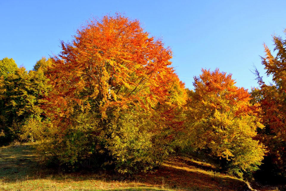 Nature Tree Temperate Broadleaf And Mixed Forest Ecosystem photo