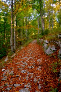 Woodland Nature Autumn Path photo