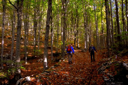 Woodland Nature Path Ecosystem