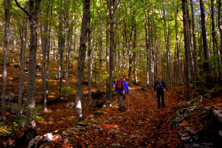 Woodland Nature Path Ecosystem photo