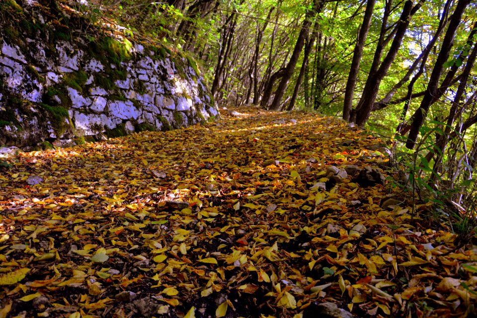 Leaf Woodland Vegetation Deciduous