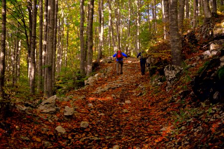 Path Woodland Forest Deciduous