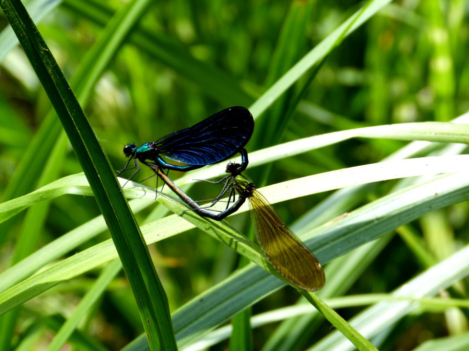 Insect Dragonfly Dragonflies And Damseflies Damselfly photo