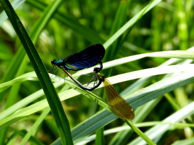 Insect Dragonfly Dragonflies And Damseflies Damselfly