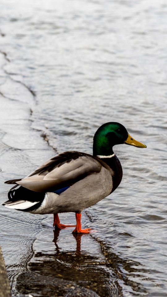 Duck Mallard Bird Water