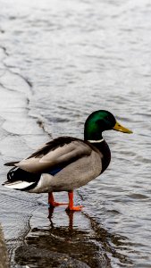 Duck Mallard Bird Water