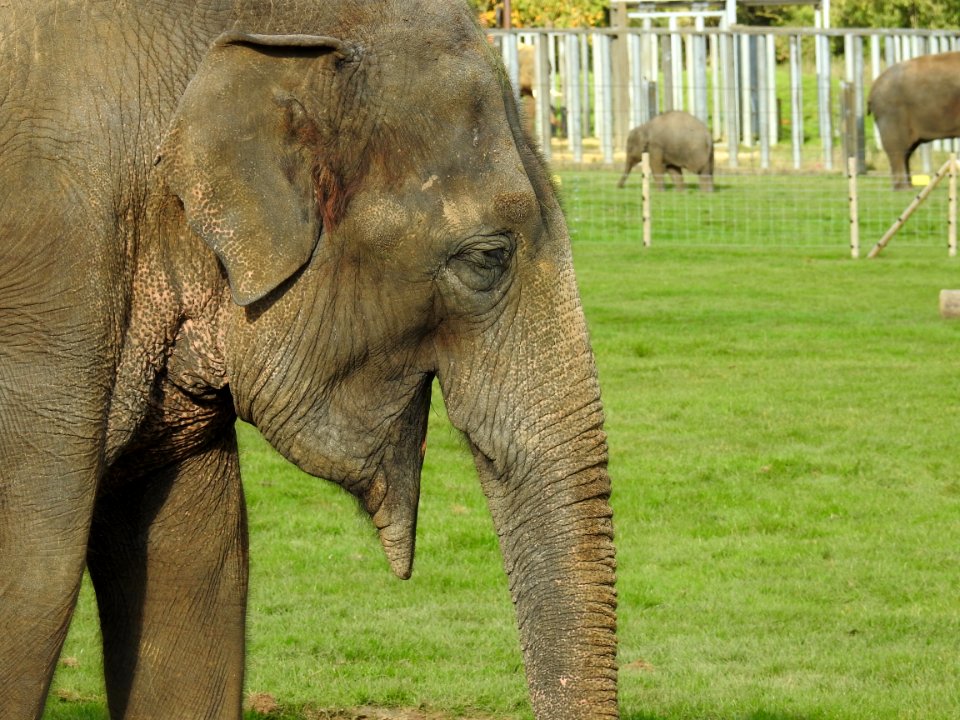 Elephant Elephants And Mammoths Terrestrial Animal Indian Elephant