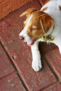 Dog Dog Breed Dog Breed Group Dog Like Mammal